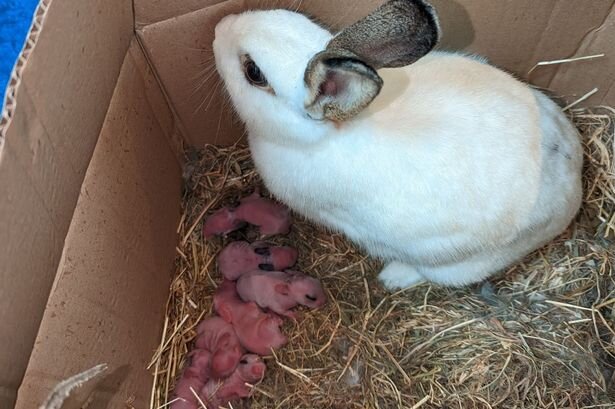 отсадка крольчат от крольчихи по возрасту