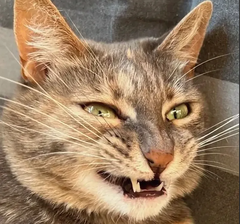 яндекс фото