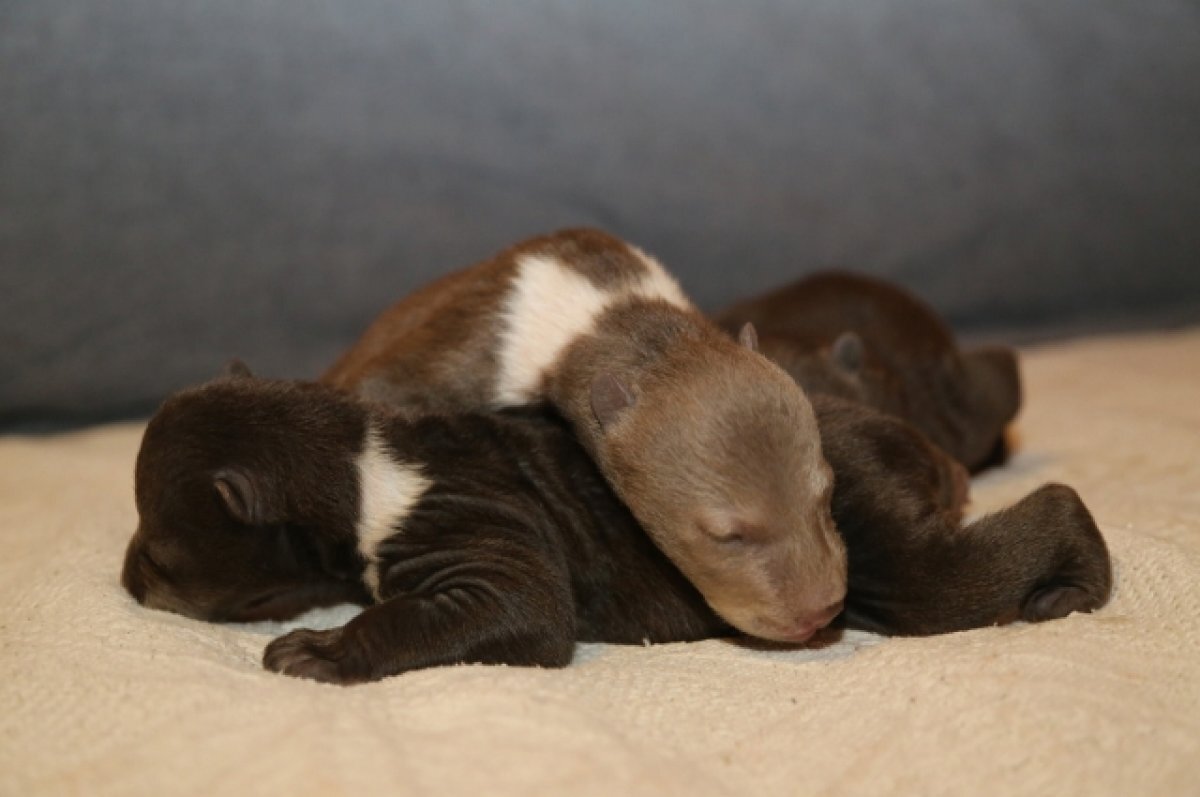    В Тверскую область привезли трёх медвежат, которым около 10 дней от роду