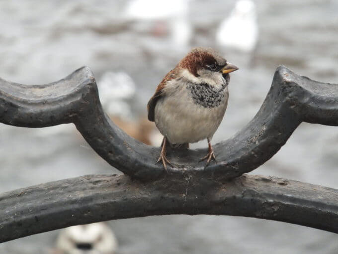    Фото: ecopeterburg.ru