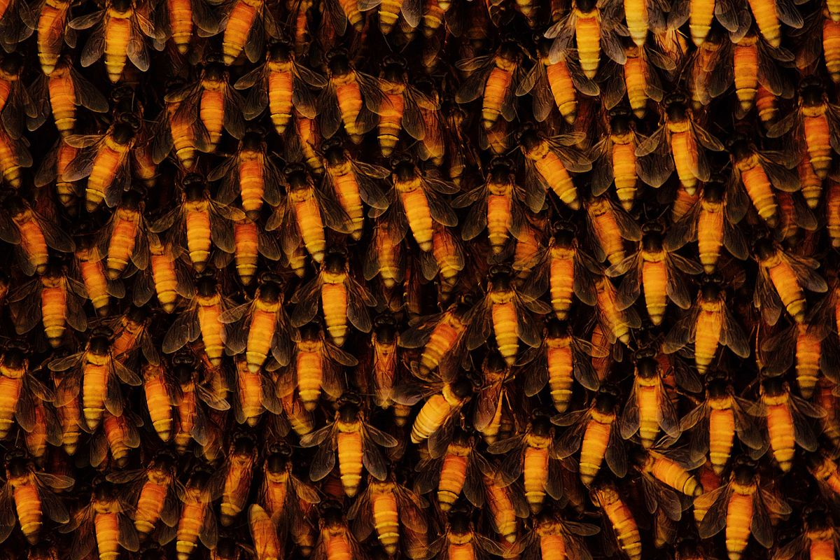 В улье плотность пчёл может быть настолько высокой, что насекомые сидят друг на друге в несколько слоёв. 