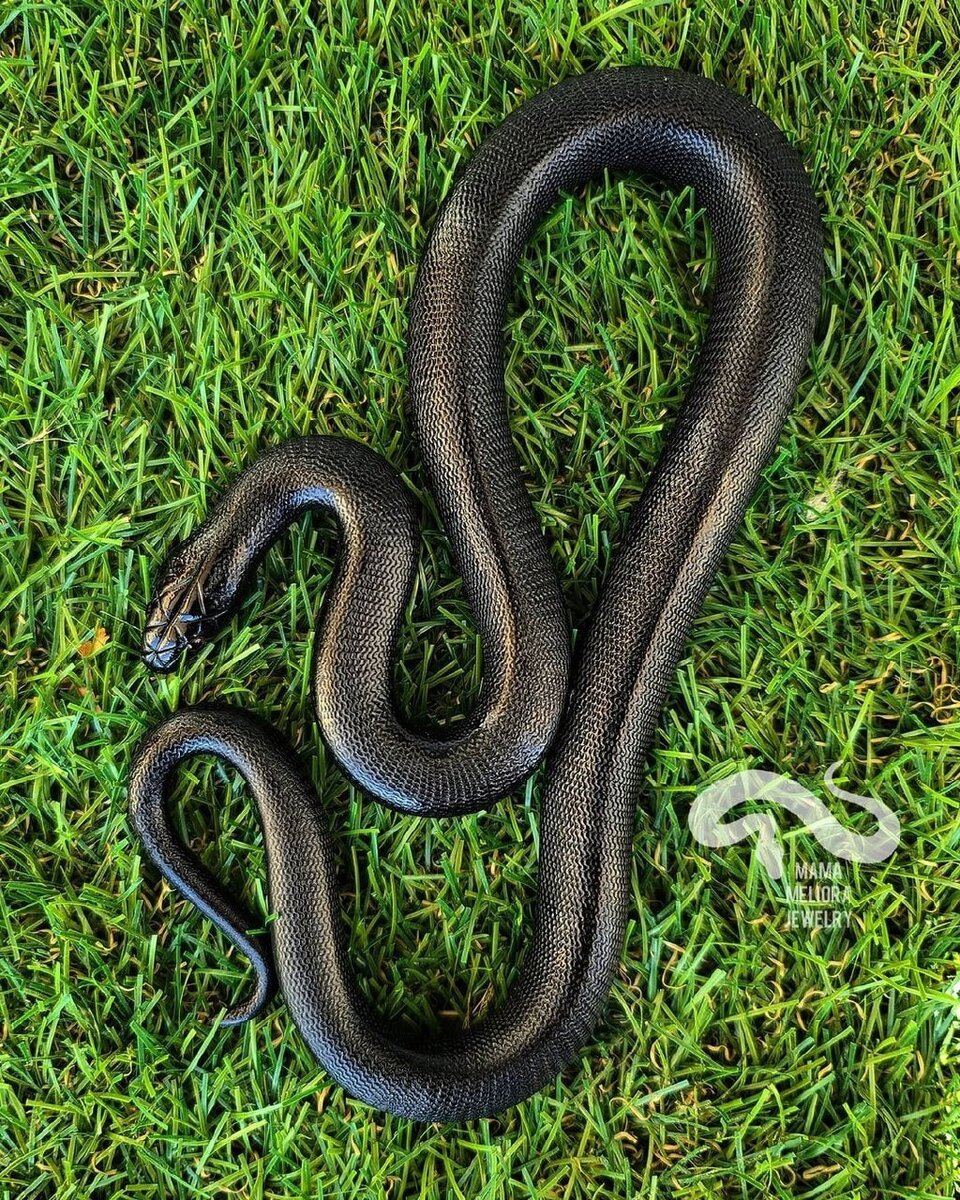 Змеиный википедия. Мексиканская Королевская нигрита. Lampropeltis getula Nigrita