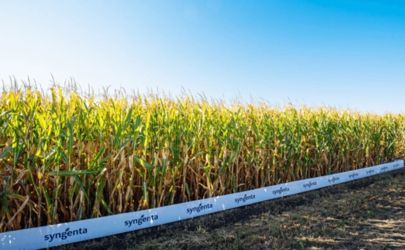 Фото: syngenta.ru 