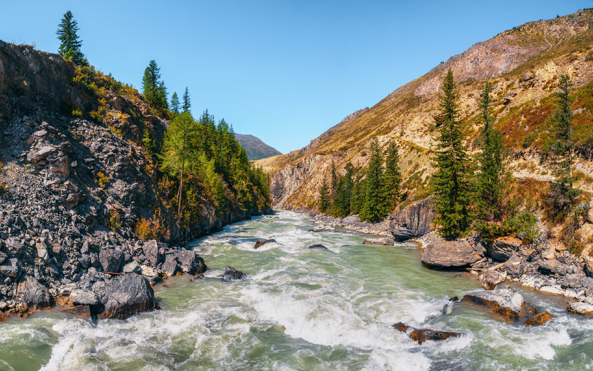 Мощная река Катунь с желтыми осенними деревьями 