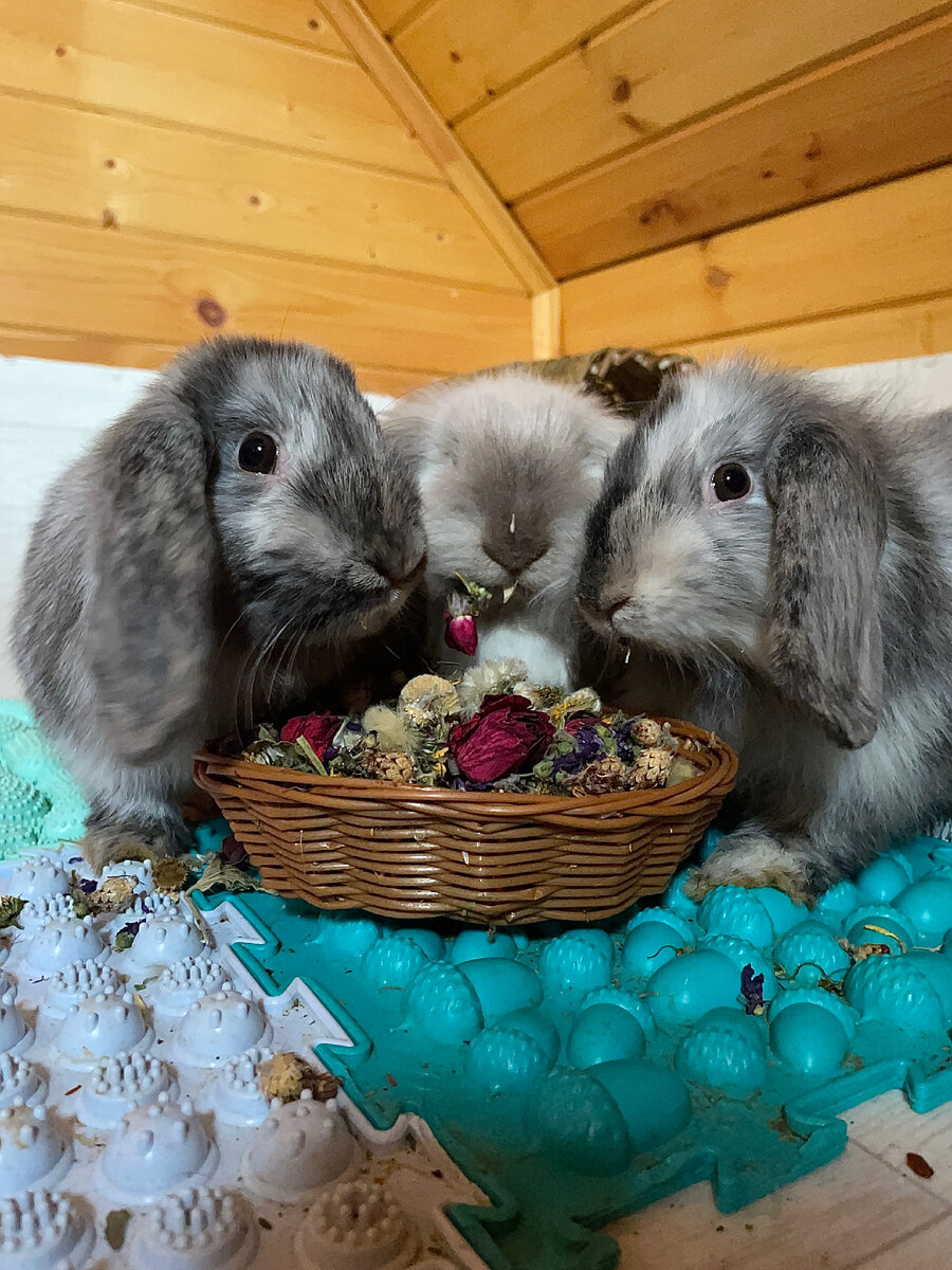 Это наши Бориски. Их трое, если присмотреться. 