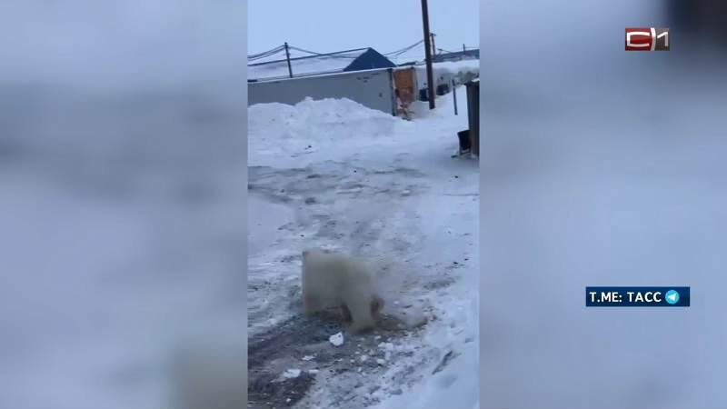   Белый медвежонок наведался на месторождение на Ямале