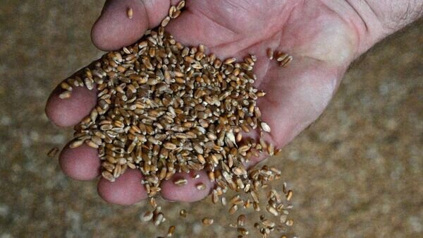    © Sputnik / Виктор Толочко