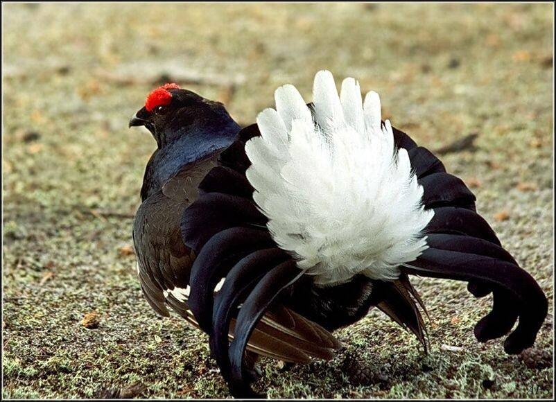 тетерев чуфыкает. тетерев косач токовик. тетерев косач на току. тетерев обыкновенный. тетерев-косач.