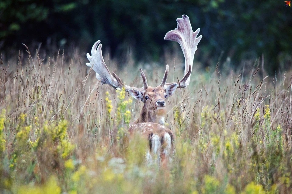     Благородные олени часто попадают в ДТП в Беларуси. Павел МАРТИНЧИК