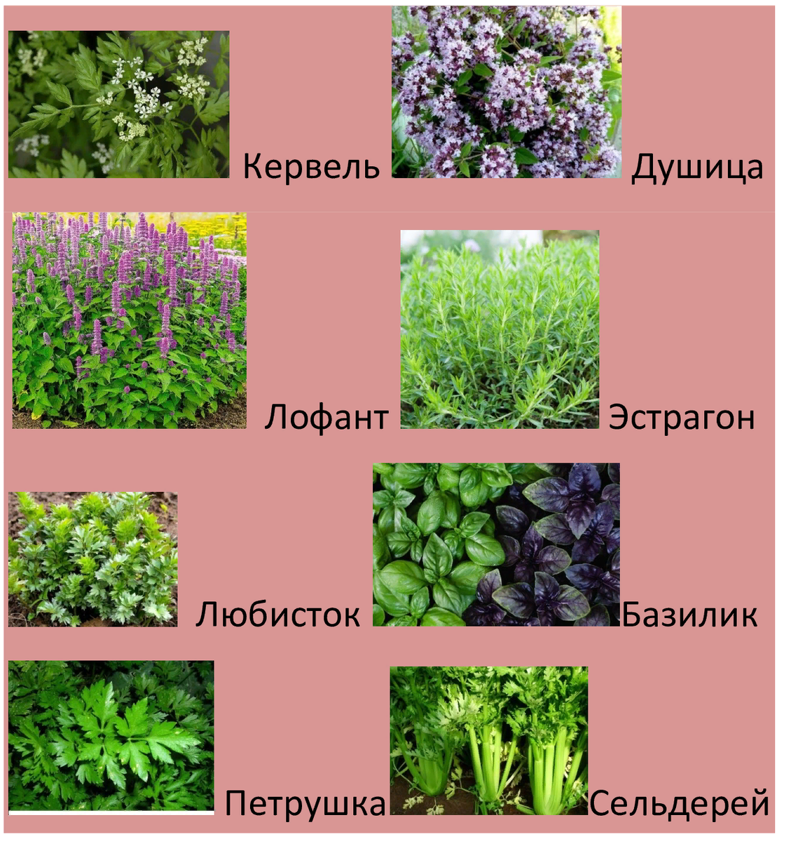 Светолюбивые, теневыносливые и тенелюбивые растения растения. Светолюбивые тенелюбивые теневыносливые растения. Теневыносливые виды. Теневыносливые растения названия. Темно любивые растения.