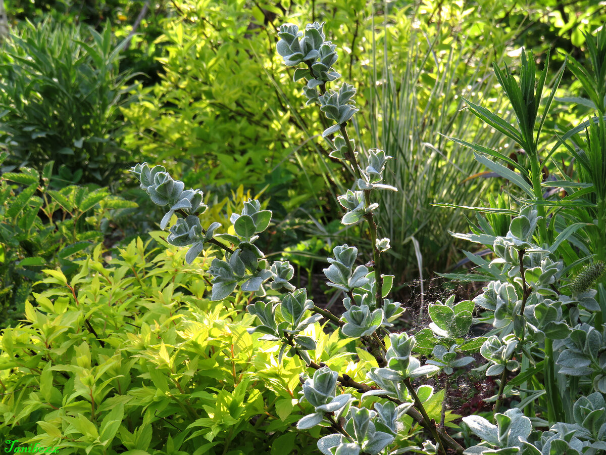 Ива шерстистая, спирея японская "Candlelight" 