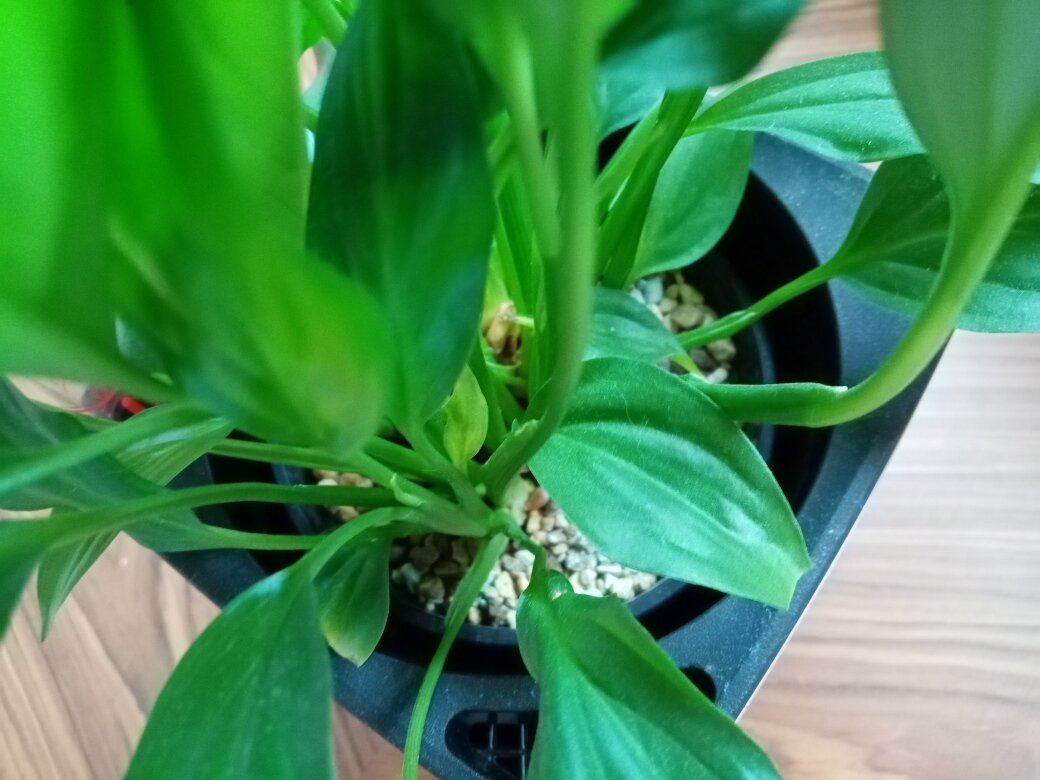 Такое же безобразие творится и с кашпо Лечуза. Кстати, автополив при таком раскладе всё равно работает на ура. Фото автора