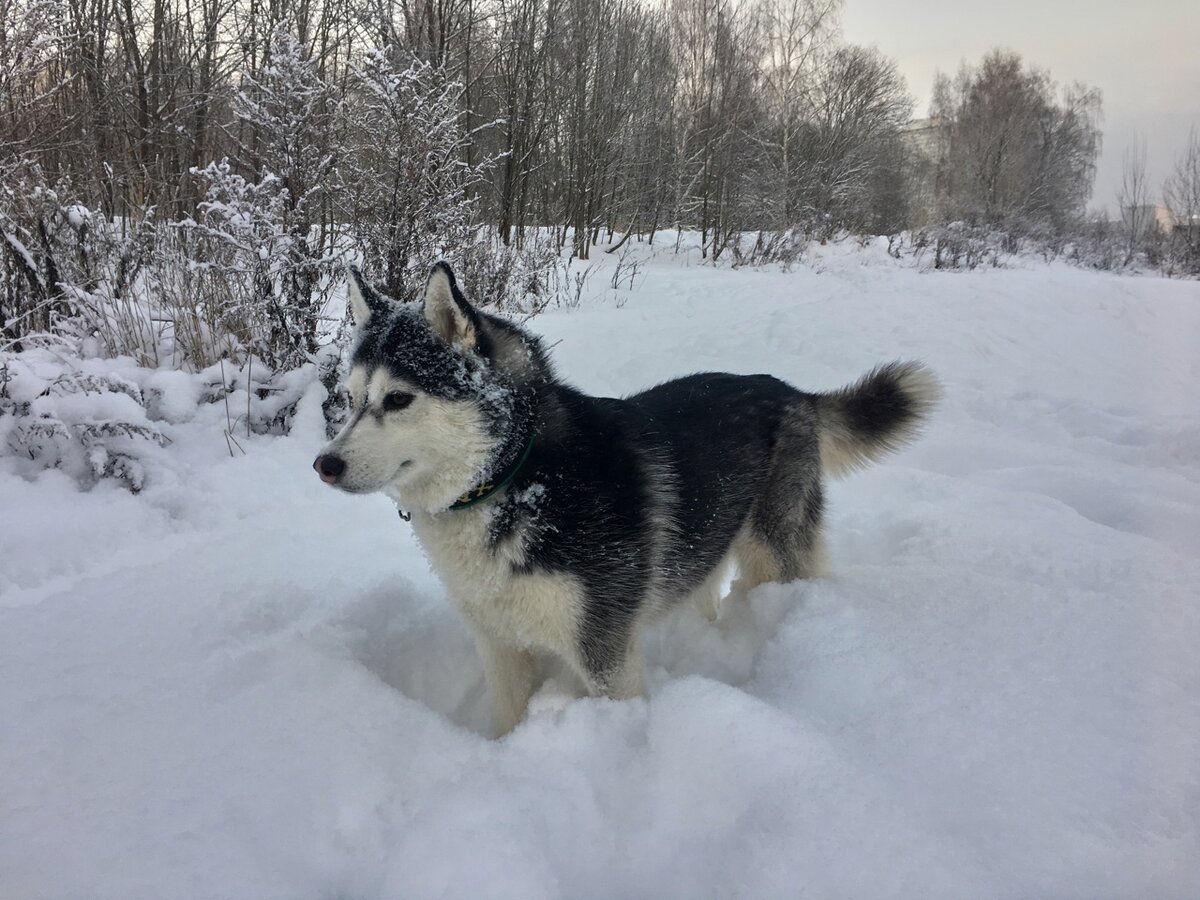 Фотография Фени