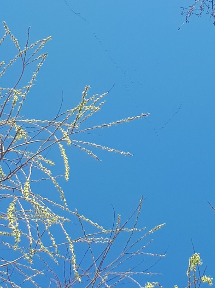 Весеннее небо и клин журавлей