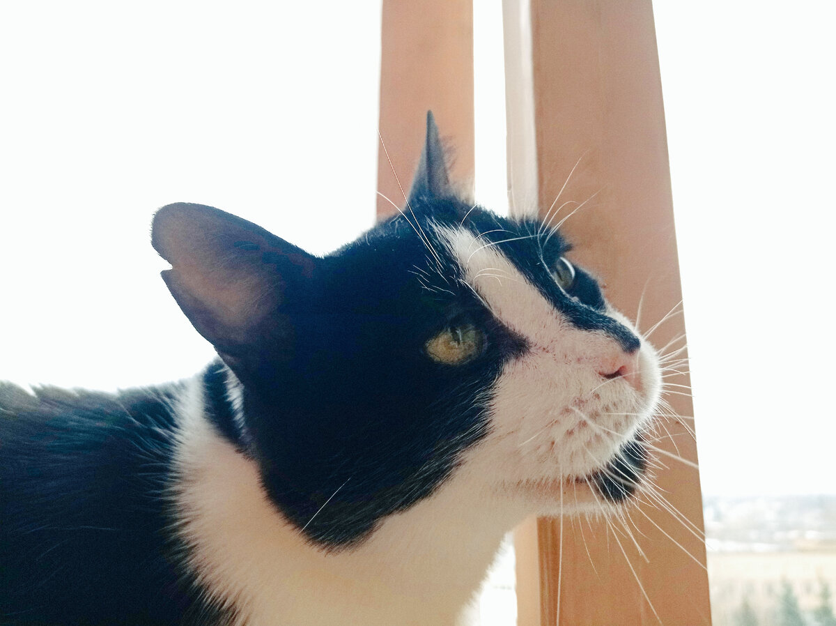 Геральт, чует весну