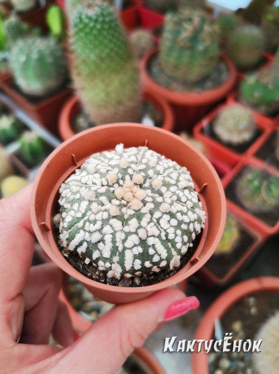 Купить Астрофитум Кабуто (Супер Кабуто, Astrophytum Сabuto) можно в нашем интернет-магазине "cactusenok.ru"