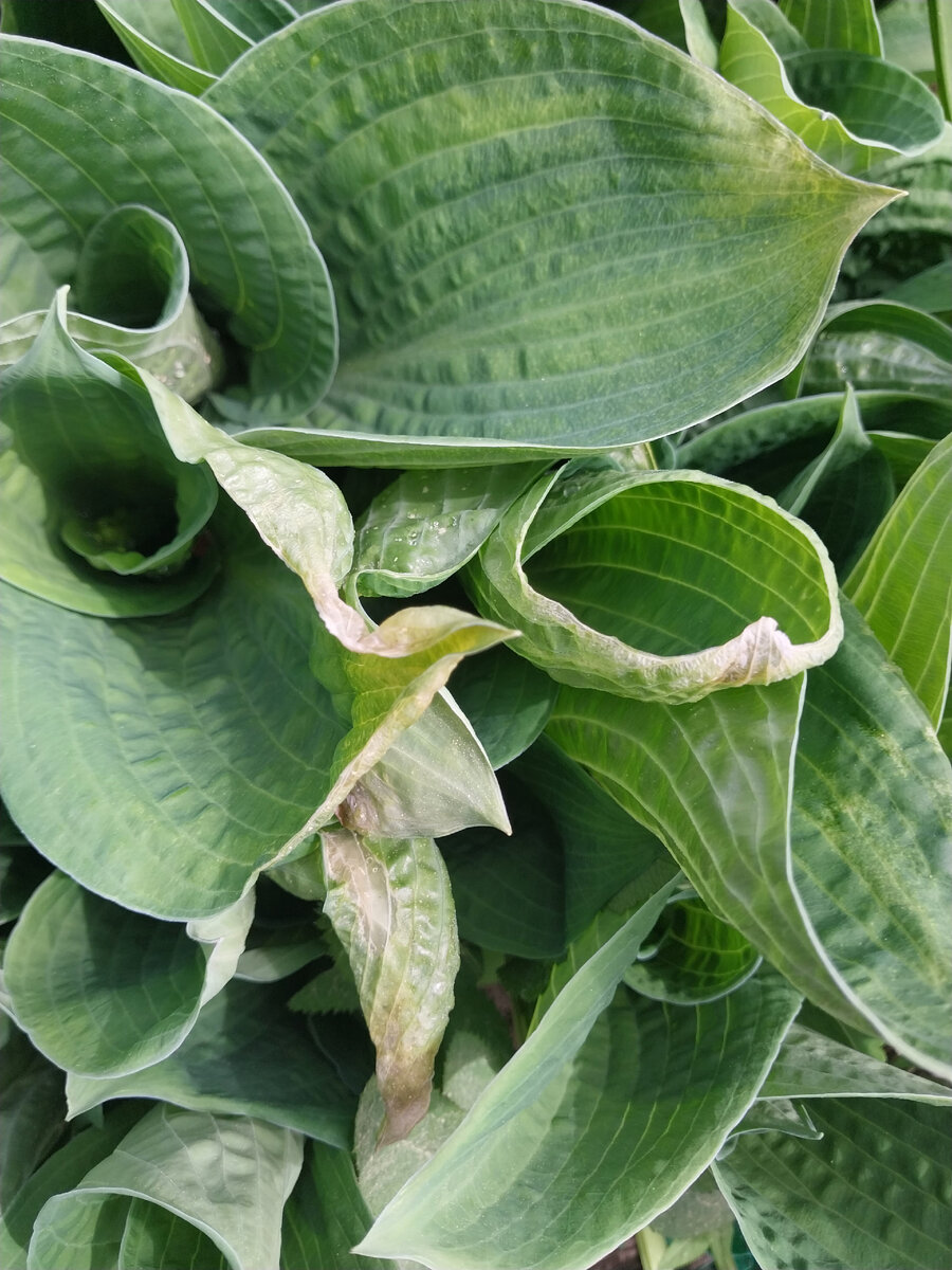 Вот так повредило хосты