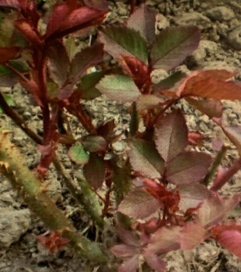 20-24 мая 2023. Первые солнечные и жаркие дни.