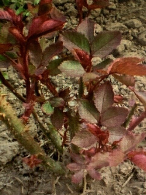 Розы активно наращивают листву