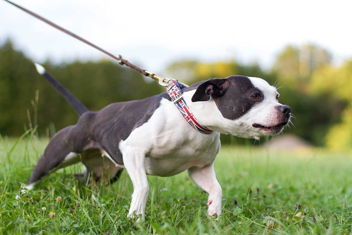 Фото из https://dogsabound.squarespace.com