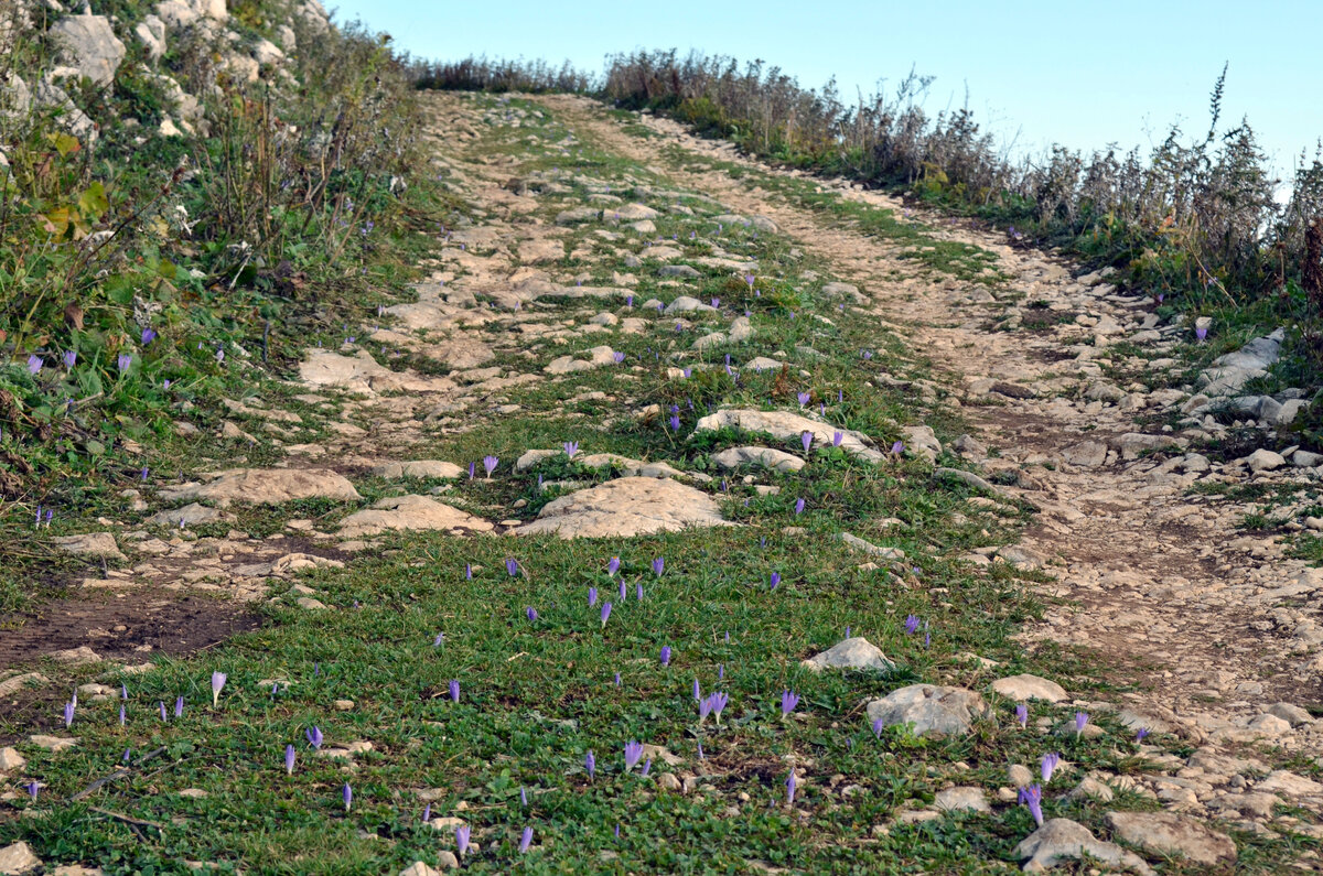 Эдельвейсы 