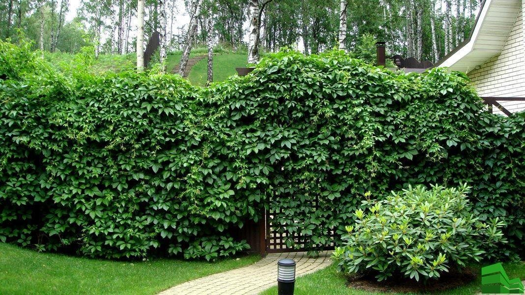 Лианы и их использование в саду | ForumSad - все о декоративном, плодовом саде и дачной жизни