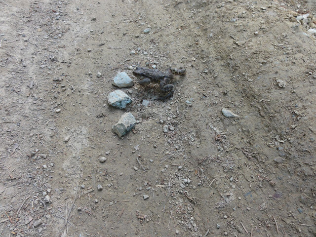 В начале пути повстречали попутчика