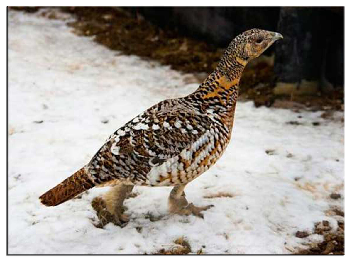 Источник фото (https://www.hunt-dogs.ru/ularyi/#i-3)