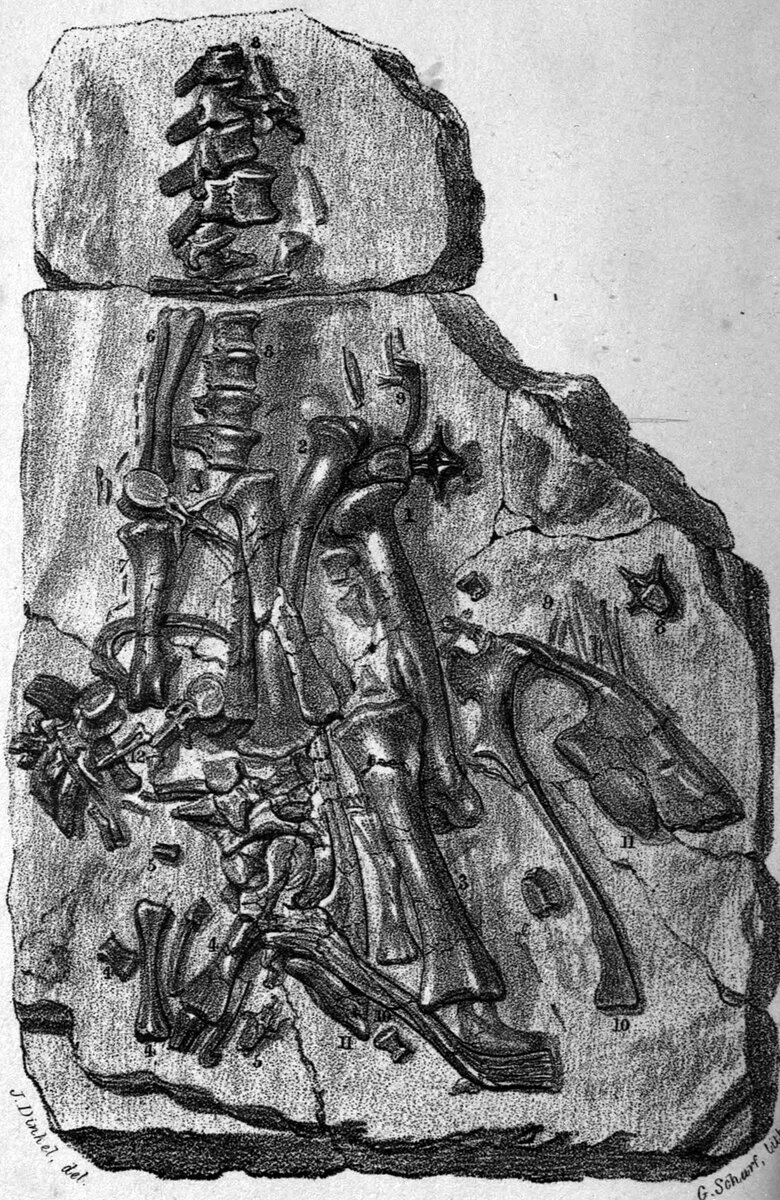 Скелет иуганодона найденный в 1834-м году