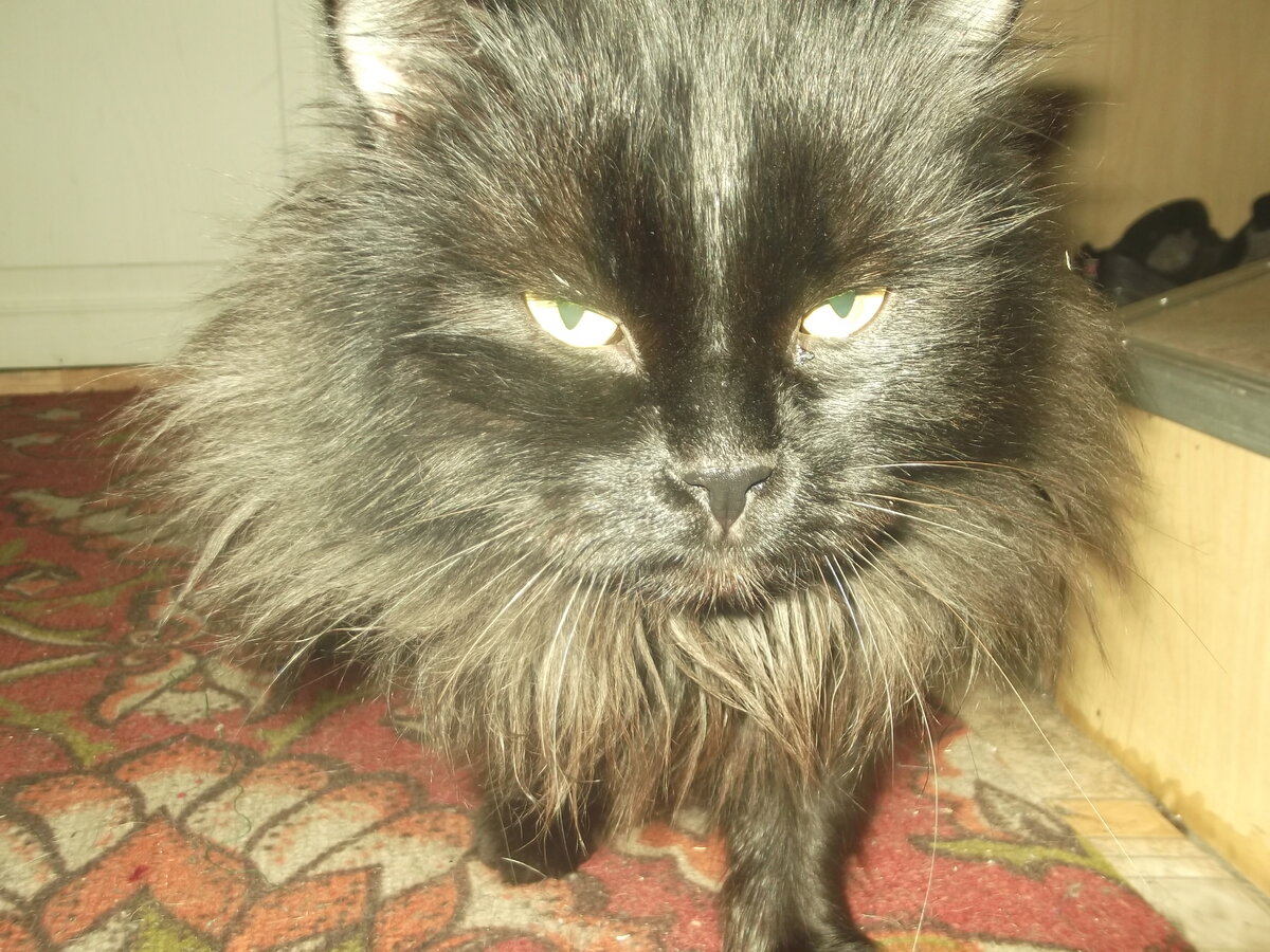 Кот Миша - единственное живое существо, которое скрашивает маме жизнь, когда нас нет...