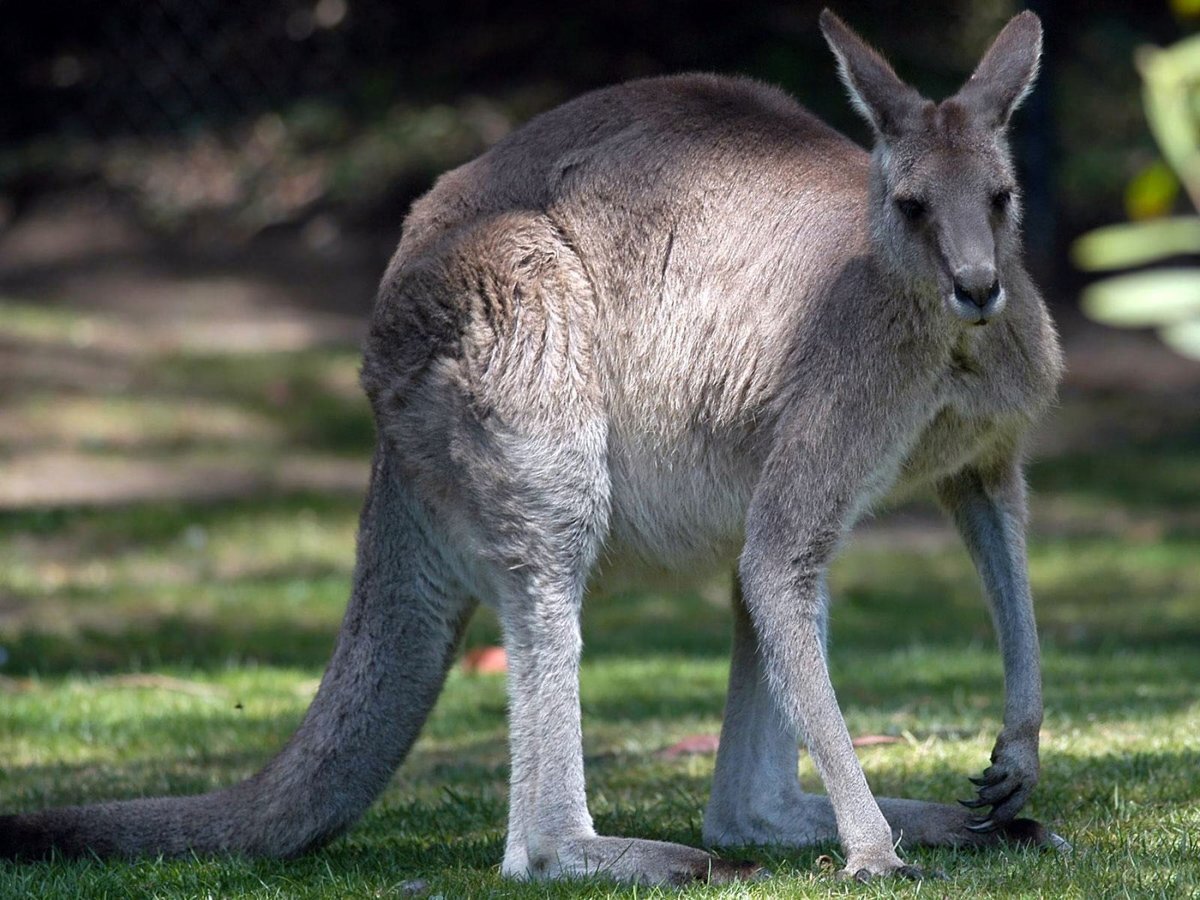 Kangaroo. Сумчатые кенгуру. Серый австралийский кенгуру. Серый исполинский кенгуру. Кенгуру в Австралии.