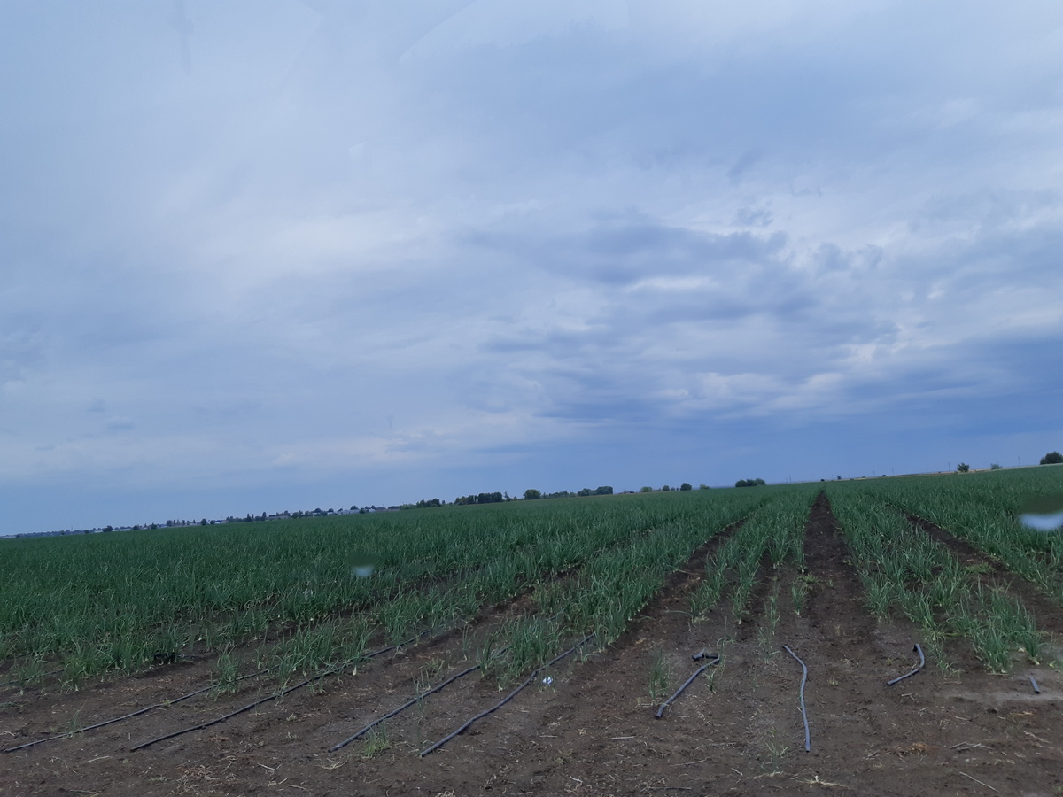 Луковое поле