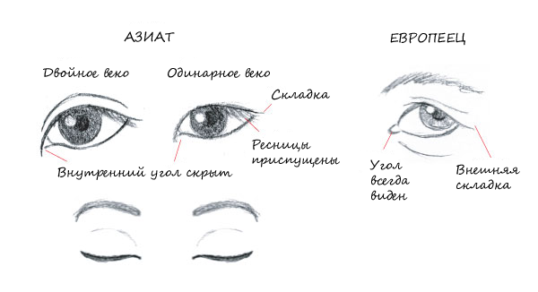 Различие в строении глаз азиатов и европецев