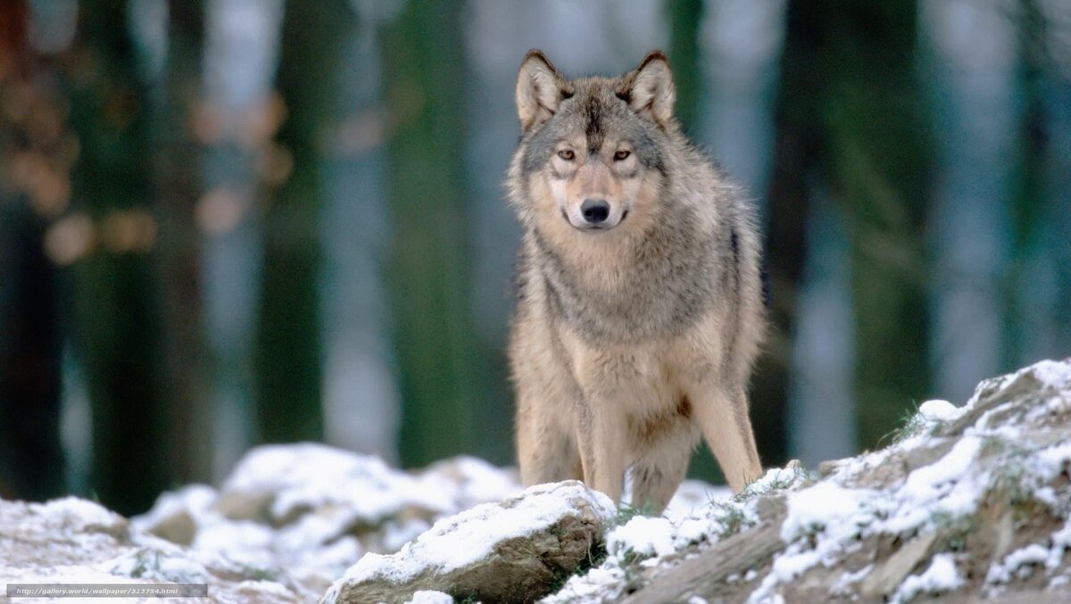 Волка ноги кормят, пора и мне выходить на просторы