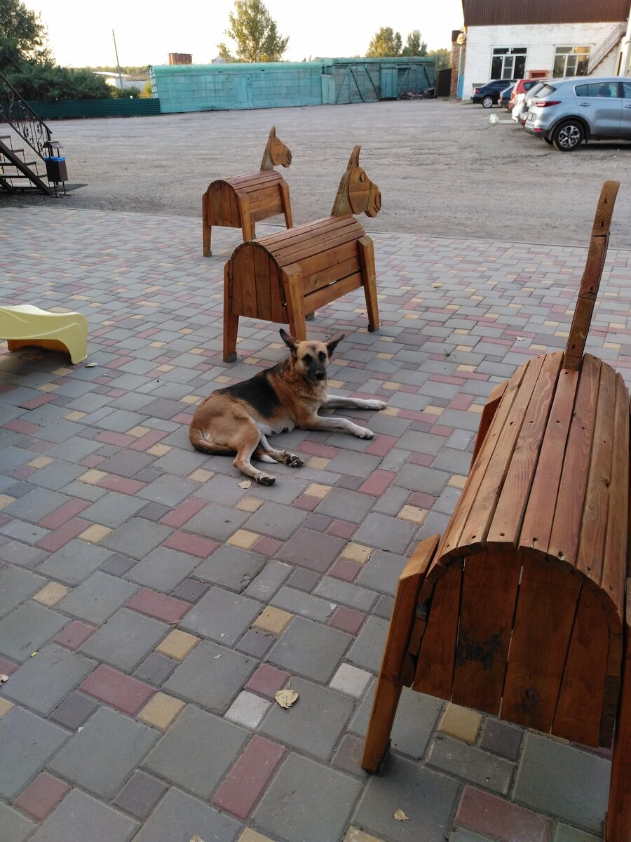 Собака сама себе начальник)