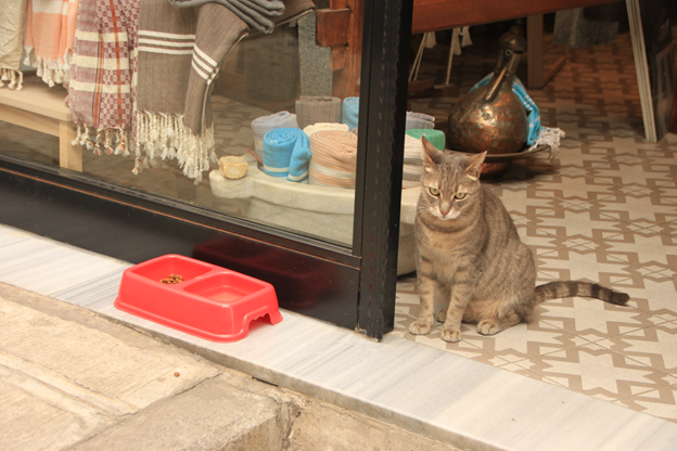 Почему котам в Стамбуле можно все?