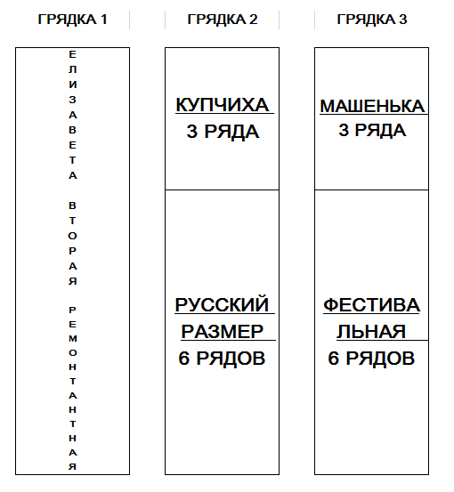 Схема посадки клубники. Из личного архива.