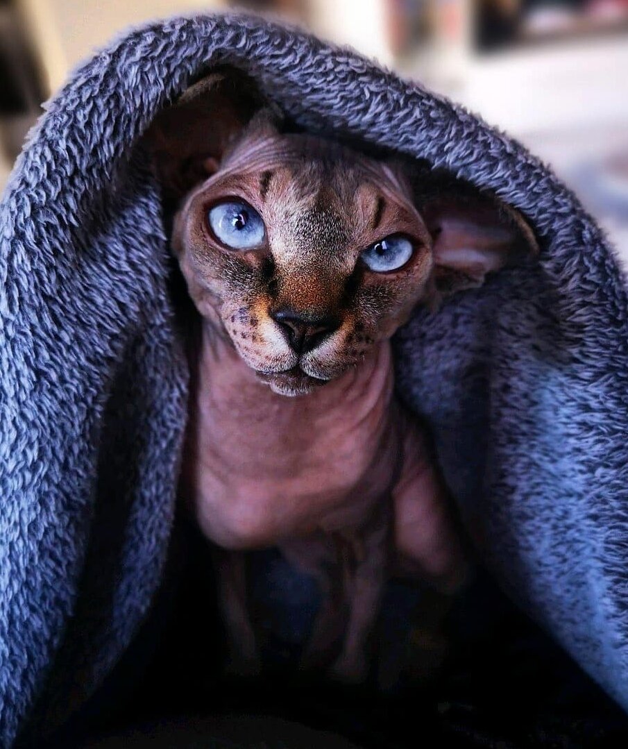Фото с профиля в инстаграм @sphynx_mania