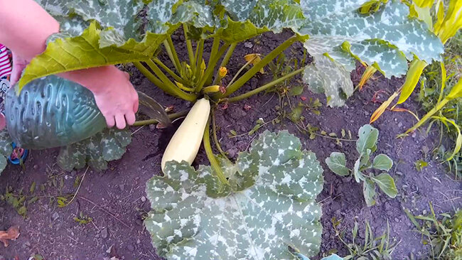 Чрезмерное увлажнение, которое привело к переизбытку влаги. Чтобы нормализовать уровень влаги растения, поливать нужно только борозды, избегая попадания воды на завязь и плоды. Кроме того, если сама почва изначально достаточно влажная, то не лишним будет дополнительное мульчирование опилками или перегноем.  