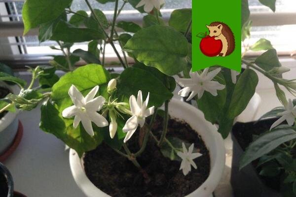 Жасмин самбак - чудо растение: цветет постоянно и наполняет ароматом всю квартиру