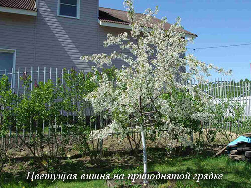 Цветущая вишня на приподнятой грядке