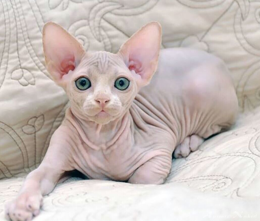 Фото из интернета