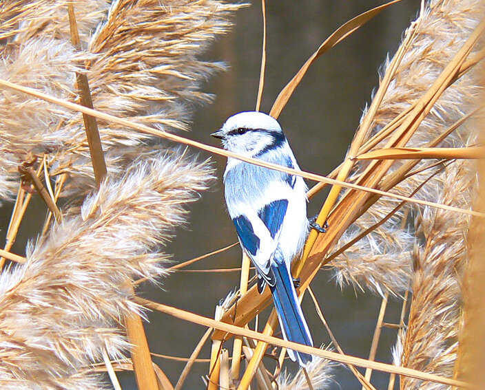 Белая лазоревка