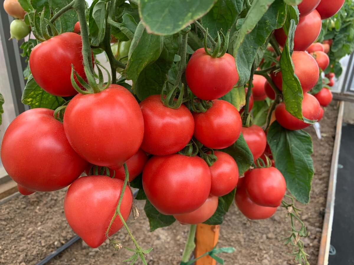 Как легко увеличить урожайность томатов?