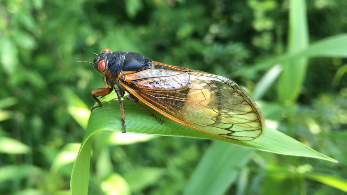 5 насекомых. Цикада-флаттида. Цикады зомби. Massospora Cicadina. Турецкие цикады.