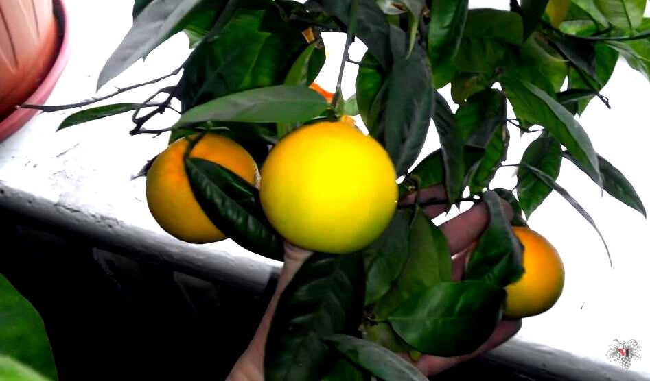 Прорастить лимон. Цитрофортунелла ростки. Лимон мейера росток. Прорастить косточку лимона. Ира где растет лимон.