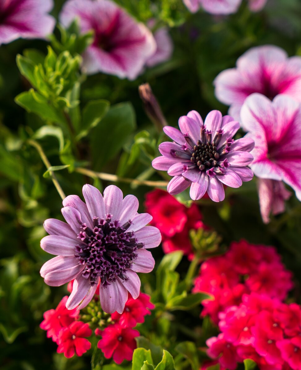 Flower Power Double Pink