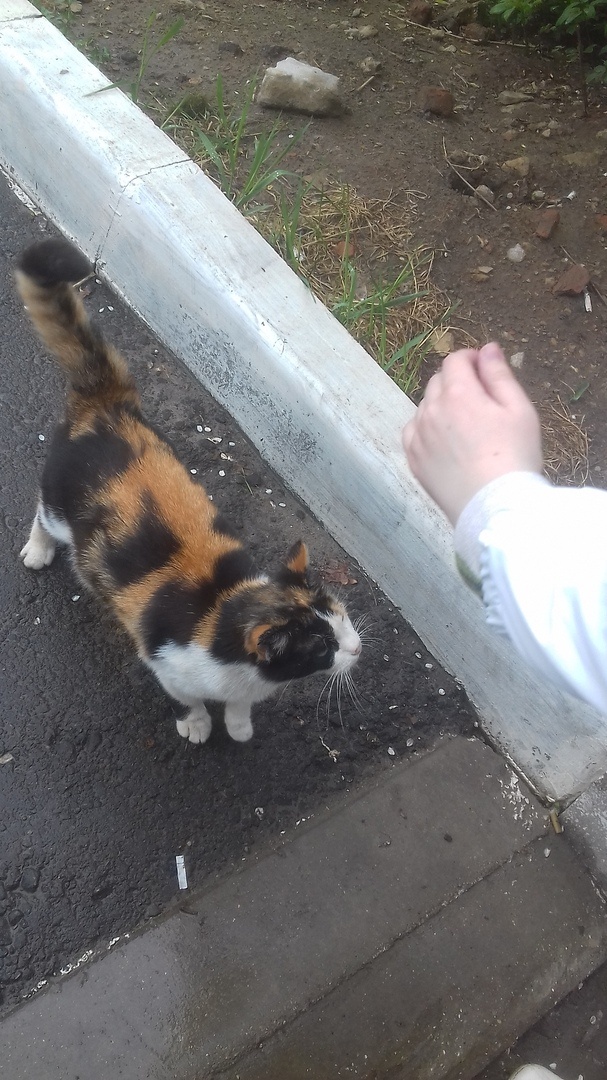  Победа ждёт ласки