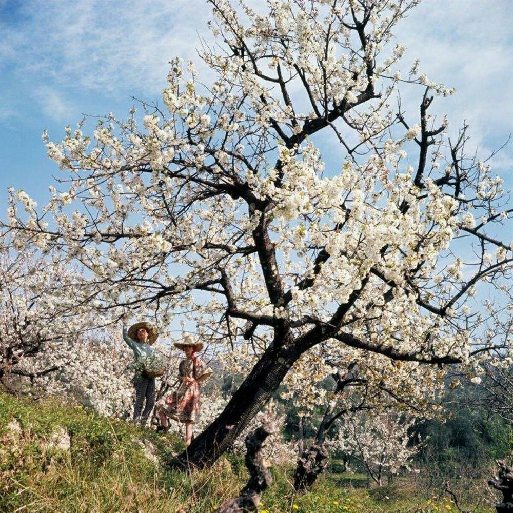 Фото: Жак Анри Лартиг