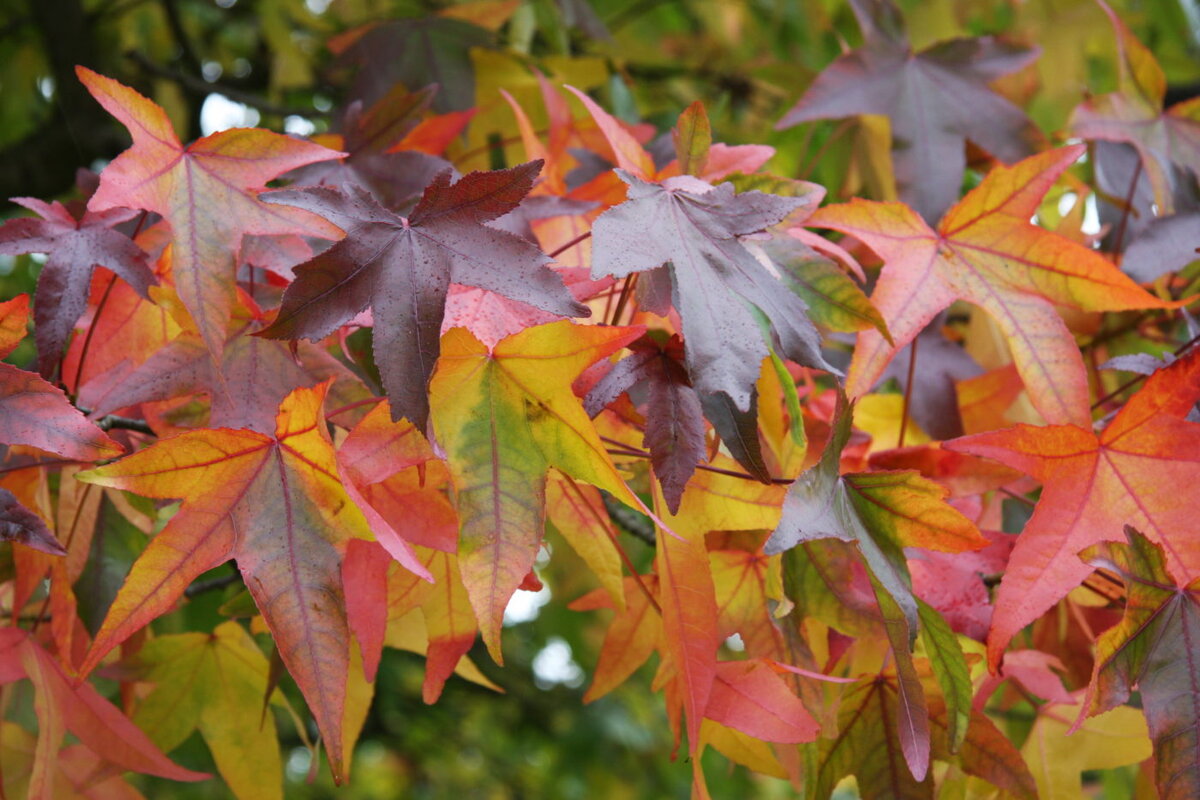 Рис. 1. Сегодня мы поговорим об этой красоте (Источник - "Яндекс - картинки")